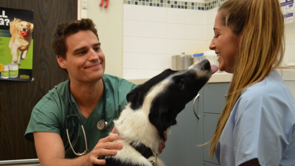 Vetlink Veterinary Nurses Archives - Vetlink Employment Service