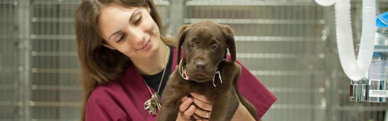 Veterinary Nursing Jobs – Permanent