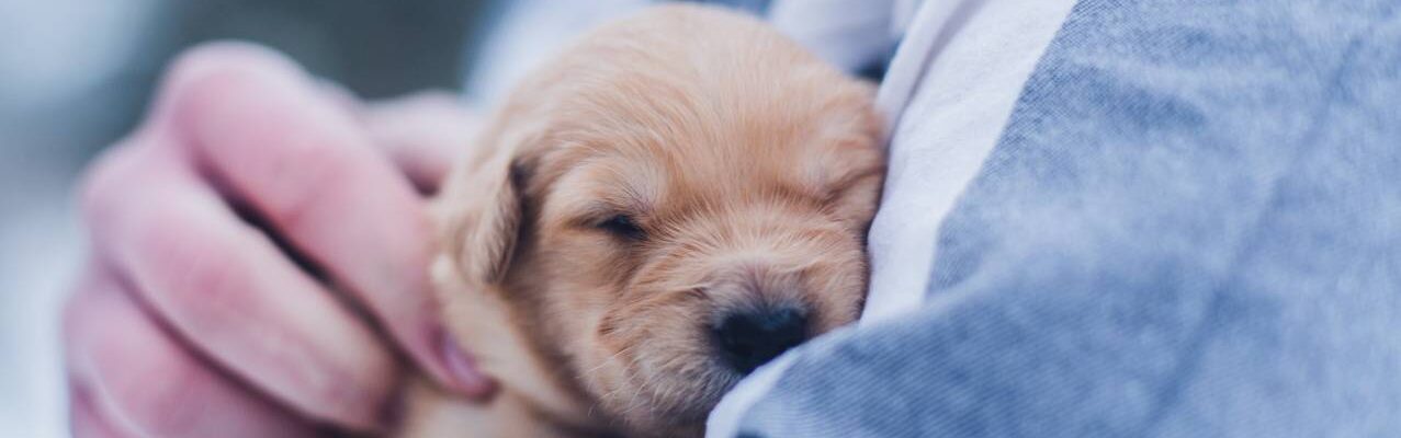 Animal Welfare